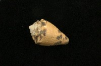 藏品(斑芋螺)的圖片